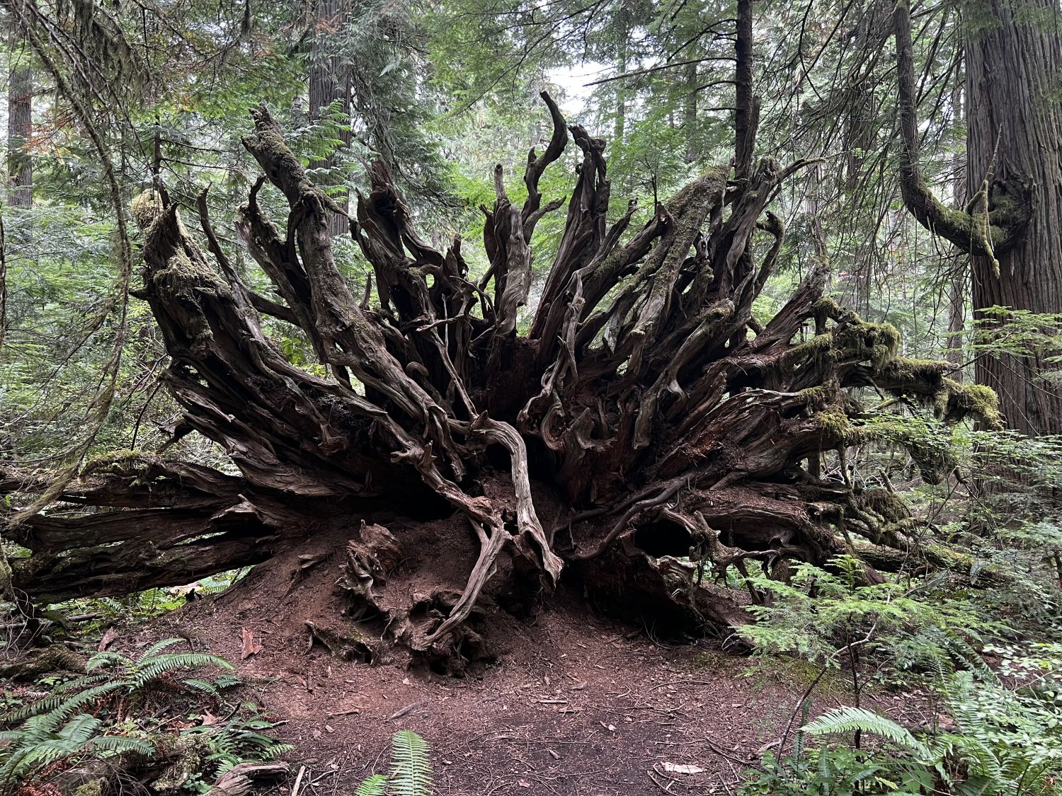 Olympic NP 